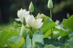 VIẾT CHO NHỮNG NGÀY CUỐI NĂM